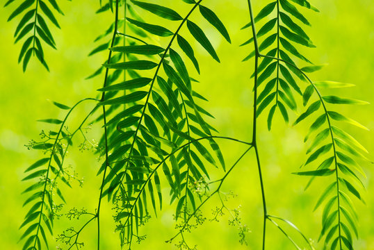 SHINUS MOLLE, FALSA PIMIENTA EN FONDO VERDE