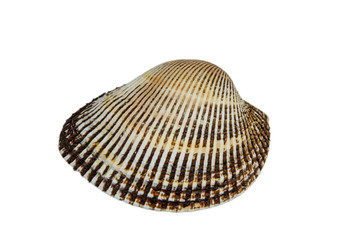 shell