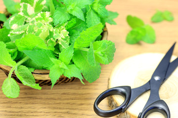 crop of  mint © Reika