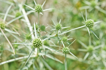 Eryngium