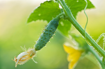 cucumber