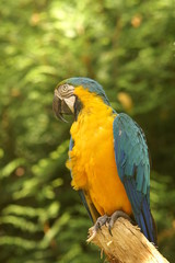 Fototapeta premium perroquet