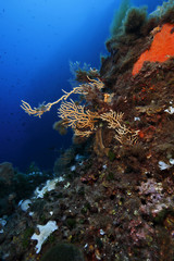 Fototapeta na wymiar immersione diving