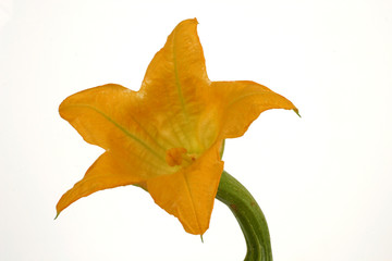 Fototapeta premium Zucchini