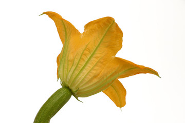 Fototapeta premium Zuccini
