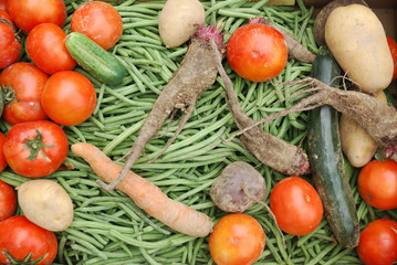 bunte Bio Kiste mit Gemüse