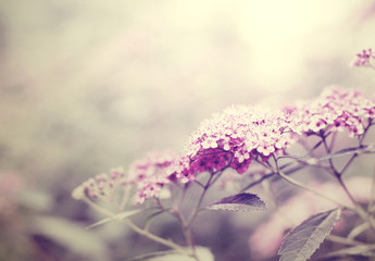 Obraz premium Flowers