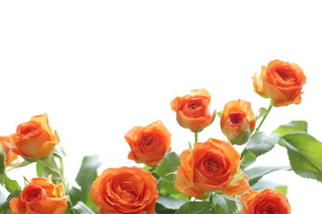 Beautiful orange roses for background