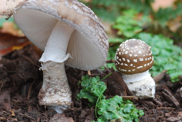 Pantherpilz (Amanita pantherina)