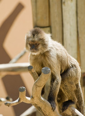 Capuchin Weeper Monkey Cebus Olivaceus