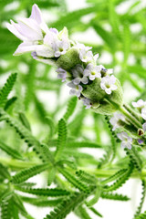 fleur épi de lavande dentelée