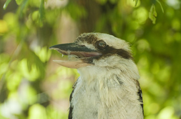Dacelo novaeguineae Kookaburra