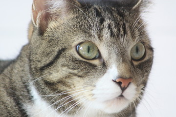 Katzen in Nahaufnahme