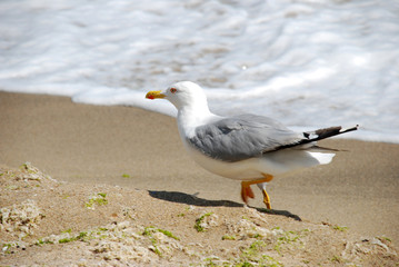 A gull, walking along a seashore in search of food
