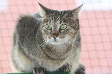 Katzen in Nahaufnahme