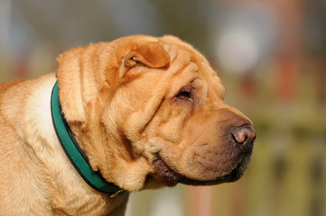 Kopf vom Shar Pei