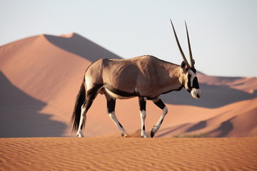 Oryx Antilope - 25545915