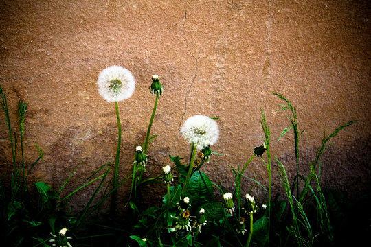 Dandelion Fluff