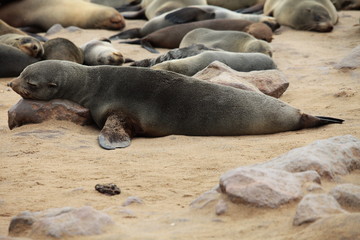 Fototapeta premium Robbe