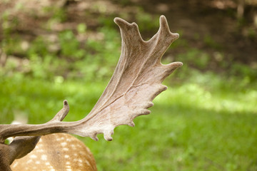 Hirschschaufel