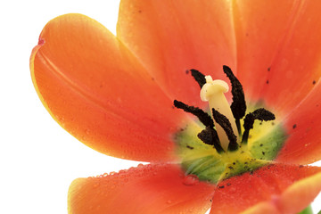 Macrophotographie d'une belle tulipe rose