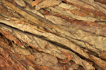 tobacco leaf
