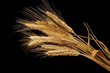 wheat isolated on black background