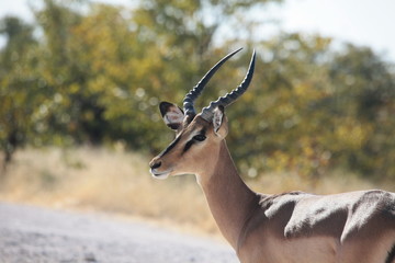 Impala Antilope
