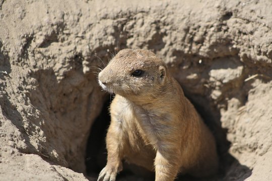 marmot