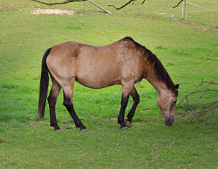 Dun Horse grazing in a meadow