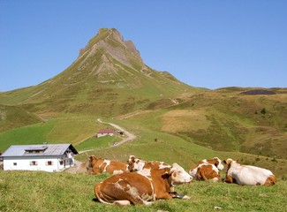 alpine pastures