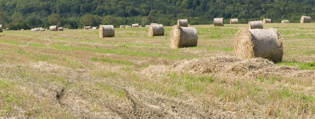 harvest