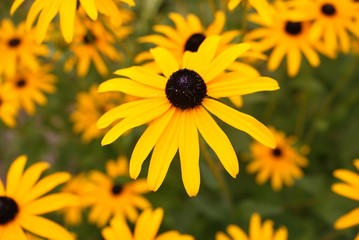 Blumen & Blüten