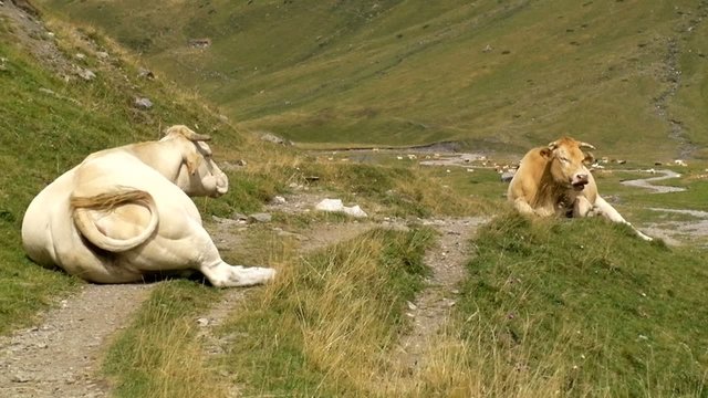 Des vaches sur un sentier en montagne 