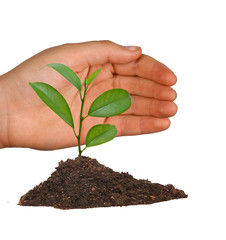 Tree protected by hand