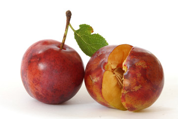 Plums on white background