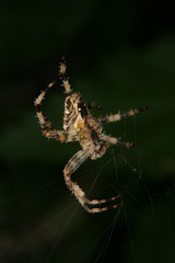 Gartenkreuzspinne  (Araneus diadematus)