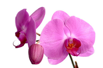 Naklejka na ściany i meble Różowy Phalaenopsis, Orchidee