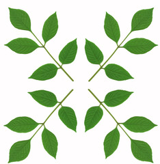 Fototapeta premium Ash tree leaves