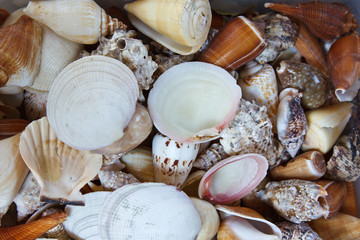 Seashell