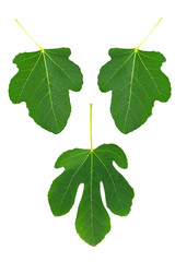 Fototapeta premium Fig leaf set - symbolic