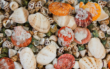 Seashell