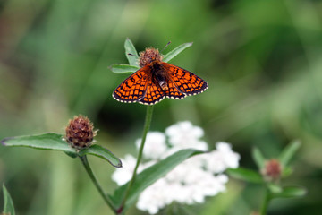 Small Fritillary Butterfly