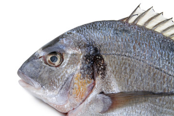 poisson, dorade