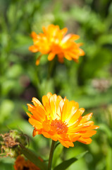 Calendula
