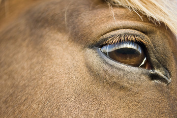 Brown eyed horse