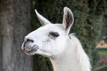 weißes Lama