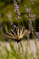 swallowtail butterflym papilio rutulus