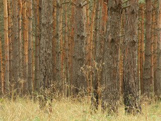 background of forest © vberla