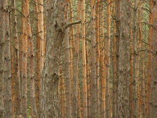 Obraz premium brown wood